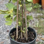 Ginko dvojlaločné (Ginkgo biloba) - výška 70-100 cm, kont. C10L - VIACKMEŇ